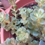 Sedum spathulifolium Folha