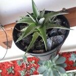 Dyckia brevifolia Лист