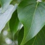 Populus adenopoda Leaf