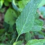 Scutellaria incana Blatt