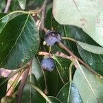 Nyssa sylvatica Fruit