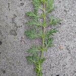 Verbena tenera Leaf