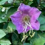 Cobaea scandens Virág