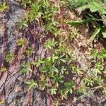 Potentilla reptans 葉