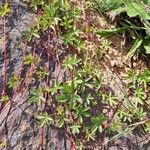 Potentilla reptans Leaf