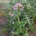 Valeriana calcitrapae Habitat