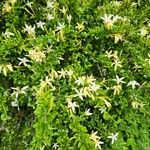Turraea mombassana Συνήθη χαρακτηριστικά