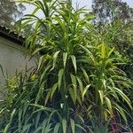 Cordyline stricta ഇല