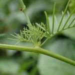 Ipomoea quamoclit Leaf