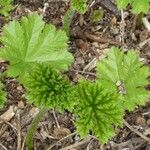 Darmera peltata Feuille