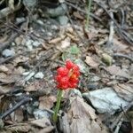 Arum cylindraceum果