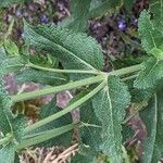 Salvia nemorosa 葉