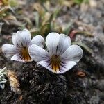 Viola pygmaea Bloem
