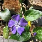 Vinca majorപുഷ്പം