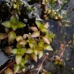 Ludwigia palustris برگ