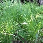 Carex crinita Hostoa