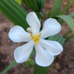 Eleutherine bulbosa Flower