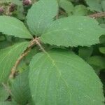 Rubus vestitus Blatt