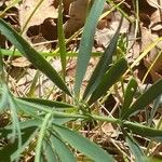 Lathyrus filiformis Blad