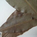 Lecythis confertiflora Otro