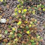 Trifolium campestre Celota