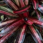 Neoregelia carolinaeBlatt