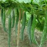 Trichosanthes cucumerina Frucht