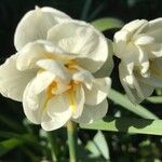 Narcissus spp. Цветок