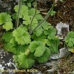 Ranunculus spicatus Celota