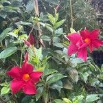 Mandevilla sanderi 花