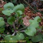 Saxifraga × geum 整株植物