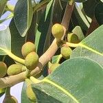 Ficus rubiginosa Fruit