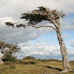 Nothofagus pumilio Other