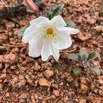 Eulobus californicus Flower