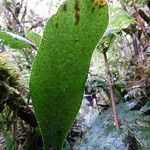 Antrophyum boryanum Otro
