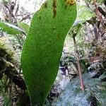 Antrophyum boryanum Leaf