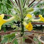 Uncarina roeoesliana Flower