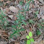 Houstonia longifolia Hoja
