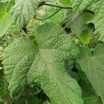 Ipomoea wightii Leaf