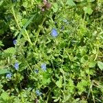 Veronica triphyllos موطن