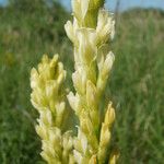 Astragalus asper Flower