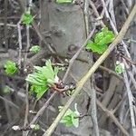 Crataegus rhipidophylla Лист