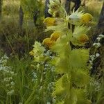 Rhinanthus alectorolophusFlower