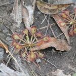 Drosera capillaris অভ্যাস