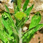 Aster flaccidus