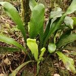 Antrophyum boryanum Hoja