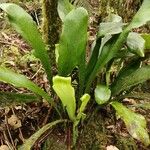 Antrophyum boryanum Leaf