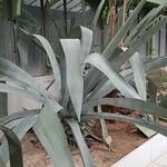 Agave tequilanaHabit