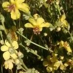 Verbascum sinuatum Flower