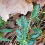 Teucrium chamaedrys Liść